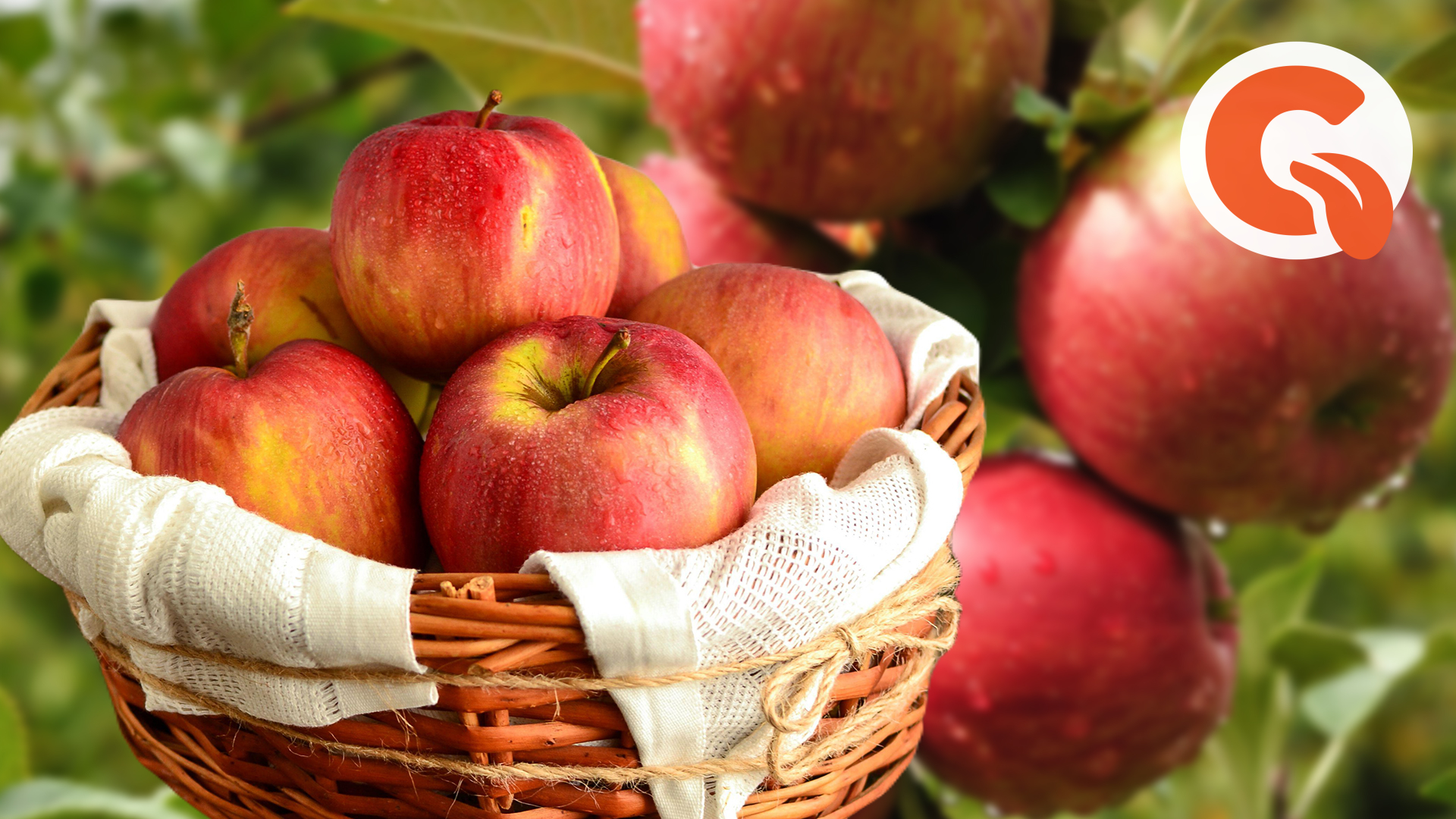 Почему яблоня не плодоносит